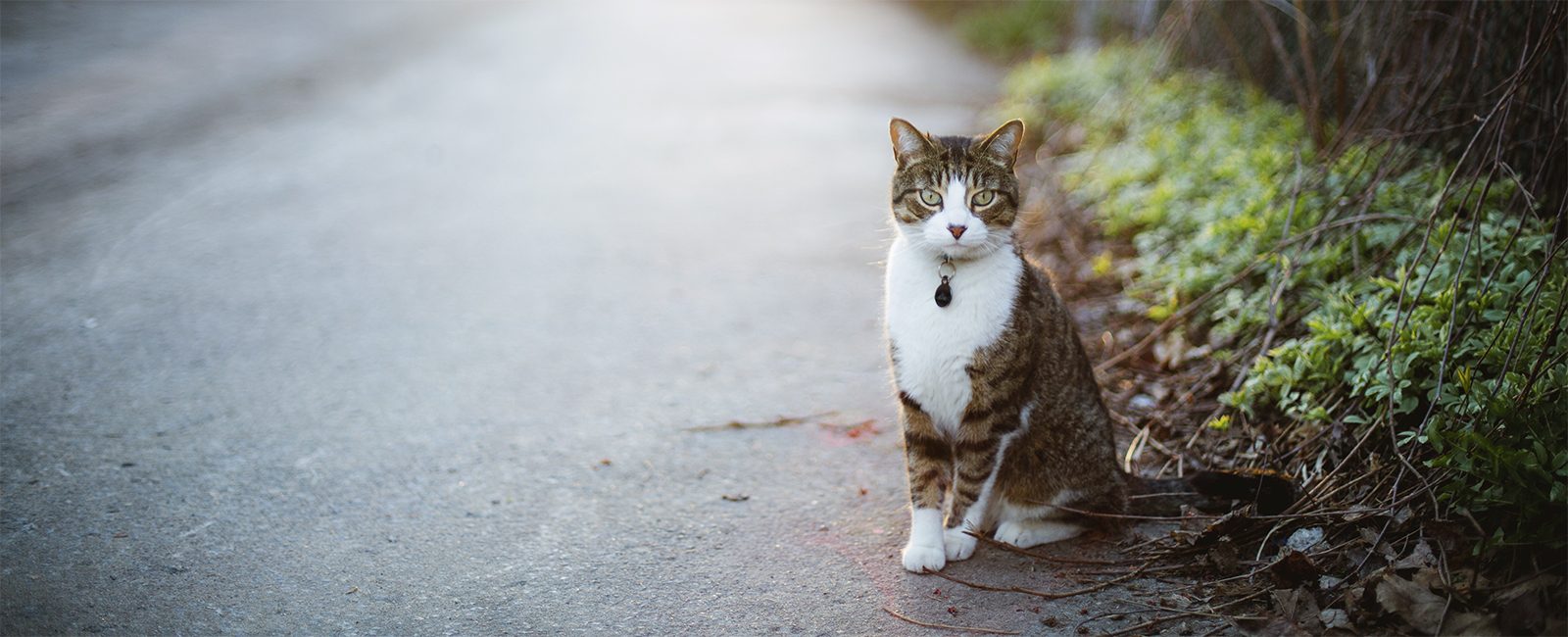 Stock cat street