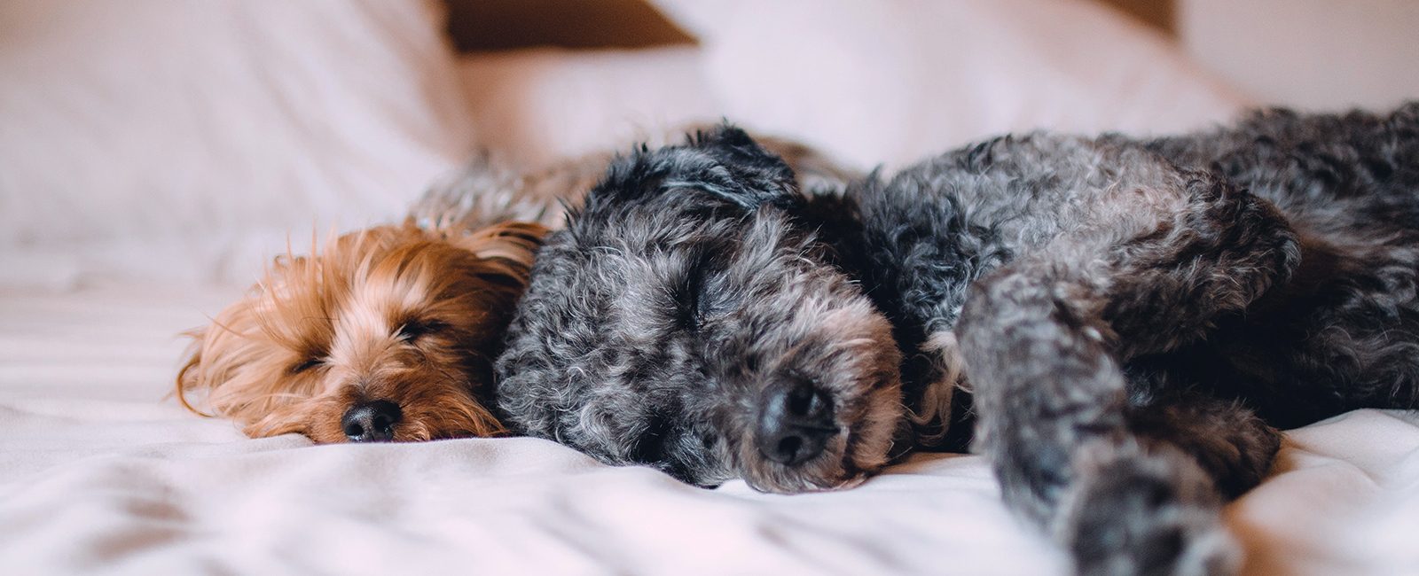 Stock dogs sleeping
