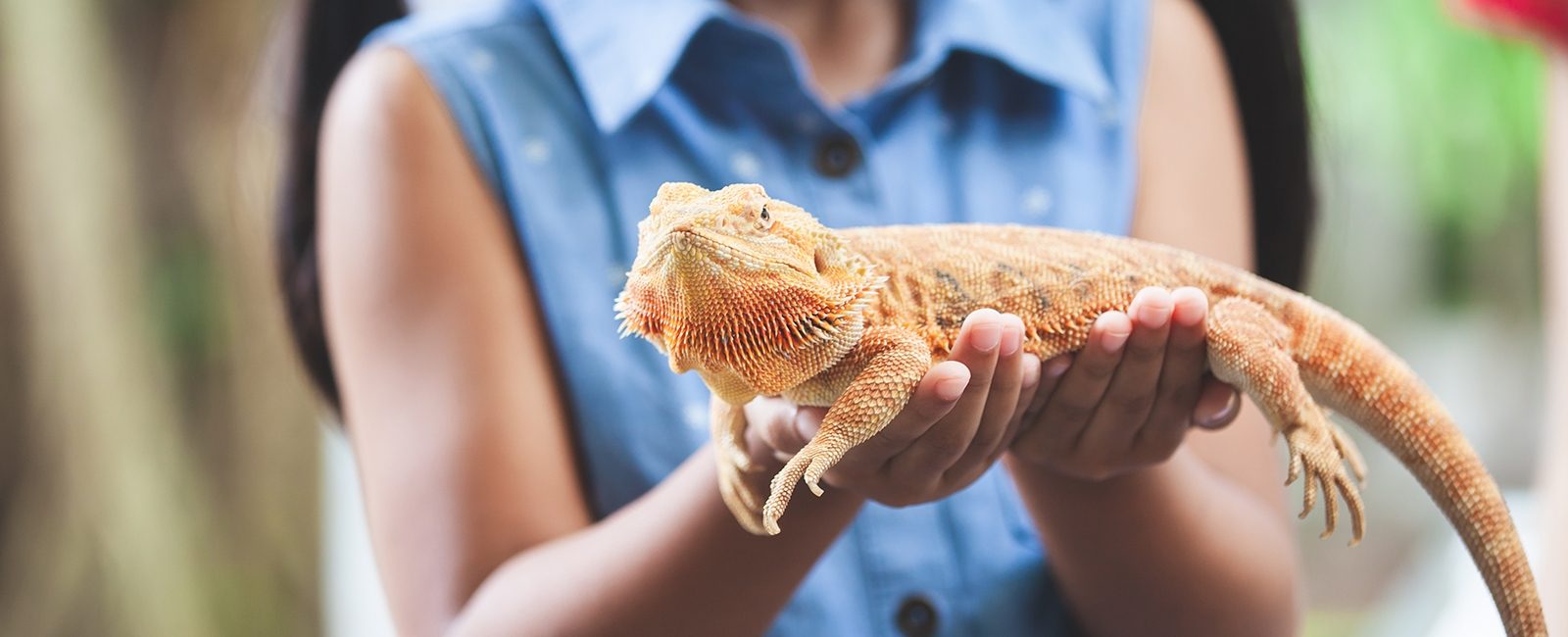 Stock pet lizard